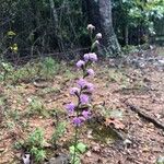 Liatris squarrosa Elinympäristö