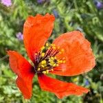 Papaver pinnatifidum Flor