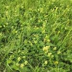 Astragalus cicer Plante entière