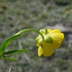 Ranunculus auricomus 花