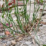 Poa compressa Habit