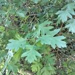 Crataegus rhipidophylla葉