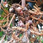 Dracaena arborea Fruto
