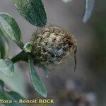 Centaurea jordaniana その他の提案