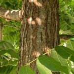 Toona ciliata Bark