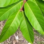 Lagerstroemia speciosa Blatt