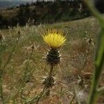 Centaurea sulphurea Flor