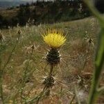 Centaurea sulphurea Fleur