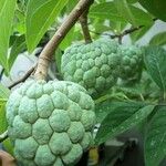 Annona squamosa Vrucht