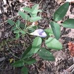 Clitoria mariana Hábitos