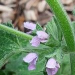 Ballota nigra Flower