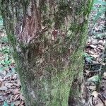 Manilkara bidentata Corteza