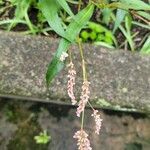 Persicaria maculosaΛουλούδι