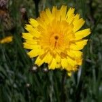 Hypochaeris radicata L. ?Flower