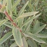 Oenothera villosa Feuille