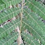 Biancaea sappan Leaf