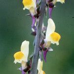Linaria triphylla Blodyn