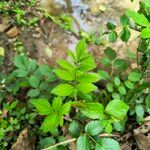 Rubus niveus Foglia