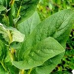 Digitalis thapsi Liść