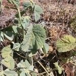 Abutilon pannosum Blad