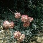 Eriogonum ovalifolium Pokrój