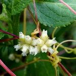 Cuscuta europaea 花