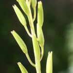 Triglochin bulbosa Fruit