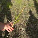 Urochloa eminii Blad