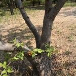 Malus prunifolia Bark