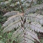 Cyathea cyatheoides Folla