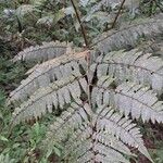 Cyathea cyatheoides Yaprak