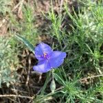 Tradescantia occidentalis Flor