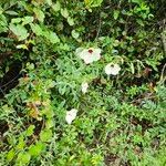 Hibiscus aculeatus Hàbitat