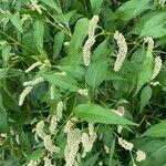 Persicaria lapathifoliaFleur