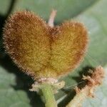 Matayba ingifolia