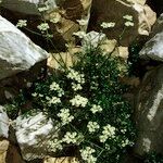 Heracleum pumilum Libunga