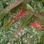 Caladium humboldtii 葉