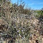 Globularia alypum മറ്റ്