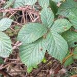 Rubus senticosus Blad