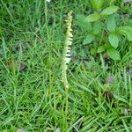 Spiranthes cernua Habit