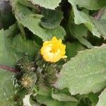 Sonchus oleraceus Flower