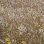 Trisetum paniceum 葉