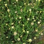 Tridax procumbens Облик