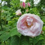 Rosa × noisettiana Flower