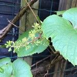 Vitis coignetiae Fruit