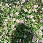 Coronilla viminalis Hoja
