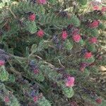 Echium angustifolium ഇല