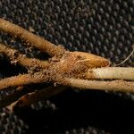 Ophioglossum reticulatum Other