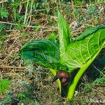 Symplocarpus renifolius Облик