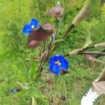 Commelina tuberosa Λουλούδι